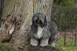 TERRIER DU TIBET 421
